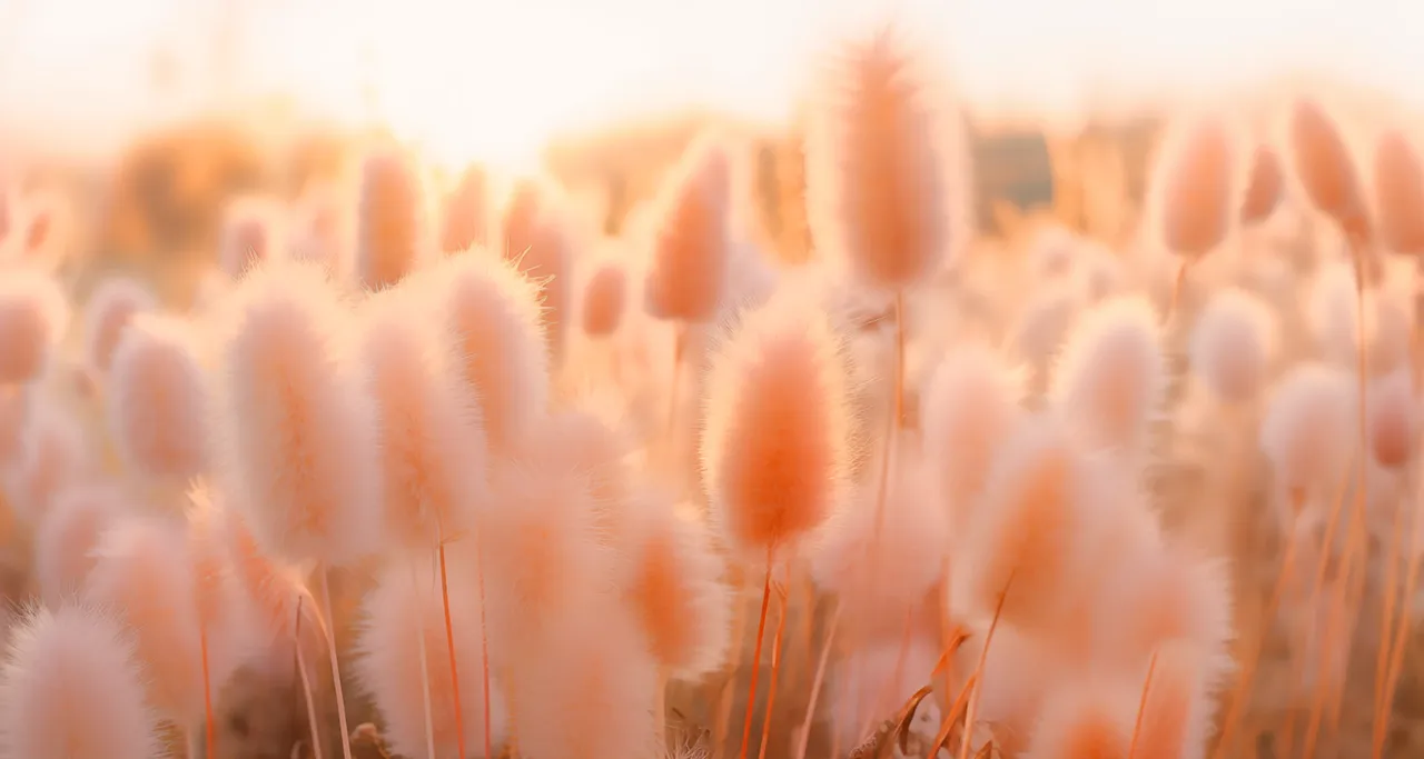 Peach fuzz pantone