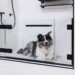 Merlyn showers dogwash